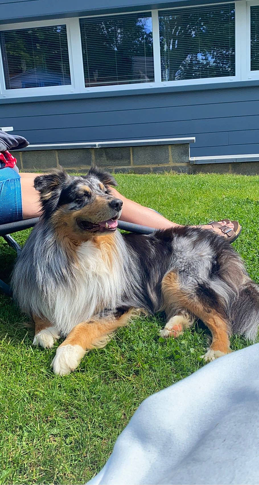 Natsu participe au concours pour gagner de l'argent avec cette photo : backpack, bag, canidae, carnivore, companion_dog, dog, dog_breed, event, fawn, fur, grass, herding_dog, lawn, luggage_and_bags, old_german_shepherd_dog, sporting_group, tail, window, working_animal, working_dog