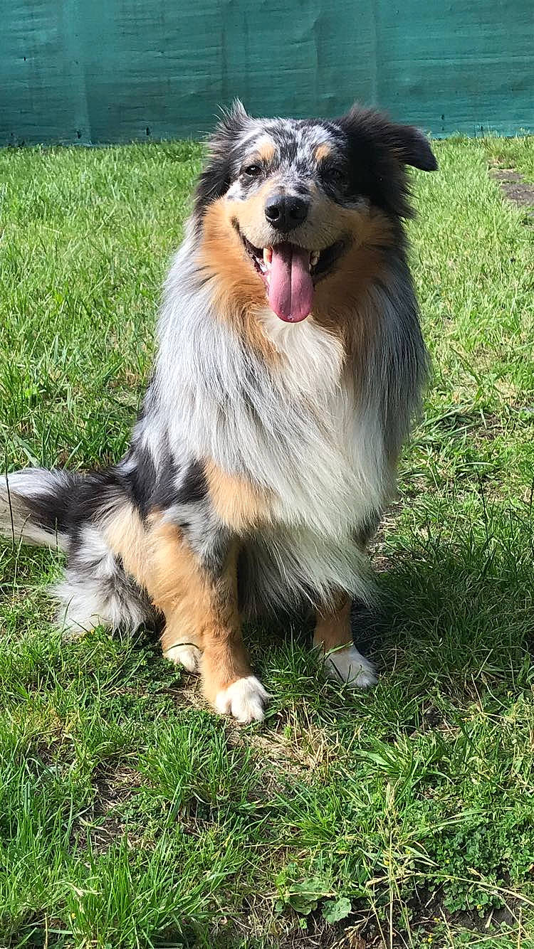 Natsu a rejoint le concours — aidez-le/la à gagner de superbes lots ! ancient_dog_breeds, canidae, carnivore, collie, companion_dog, dog, dog_breed, fur, grass, herding_dog, plant, rough_collie, scotch_collie, shetland_sheepdog, snout, sporting_group, terrestrial_animal, tervuren, working_dog