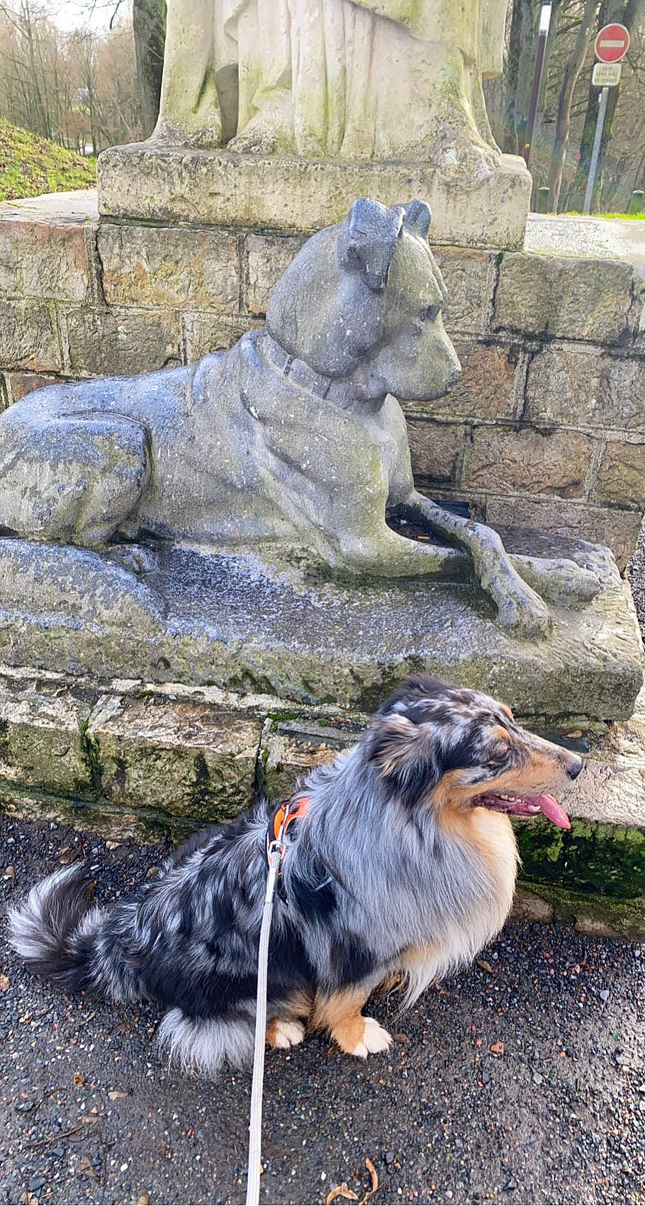 Natsu participe au concours pour gagner de l'argent avec cette photo : big_cats, canidae, carnivore, collie, companion_dog, dog, dog_breed, felidae, fur, grass, herding_dog, lion, masai_lion, plant, rock, sculpture, snout, sporting_group, terrestrial_animal, vertebrate