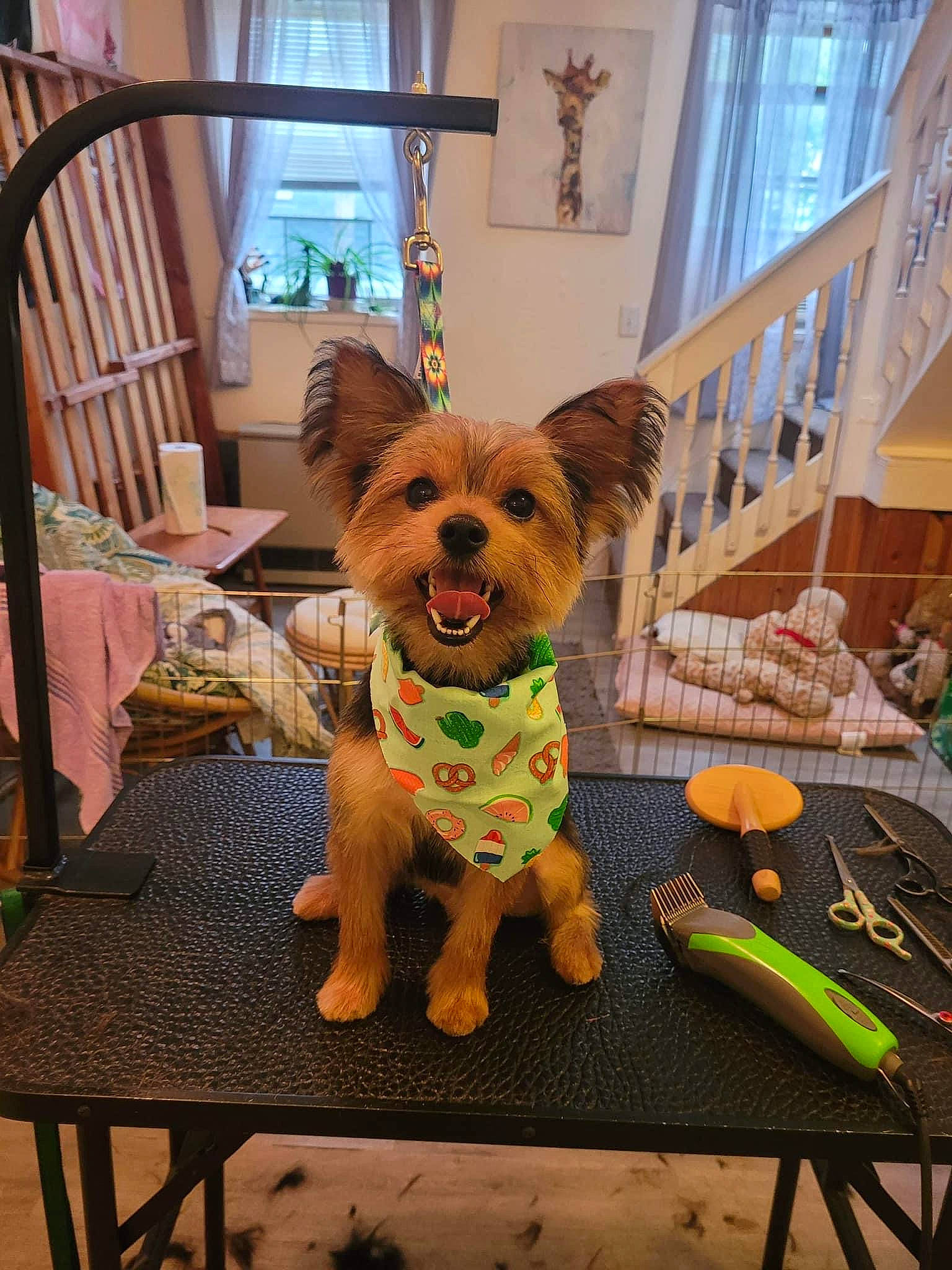 Coach joined the competition — help win amazing prizes! carnivore, chair, companion_dog, dog, dog_breed, dog_clothes, dog_supply, fawn, flooring, fur, grass, mammal, outdoor_furniture, snout, table, tail, toy_dog, window, wood, working_animal