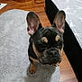 dog, french_bulldog, puppy, pet, indoor, rug, floor, bed, blanket, furniture, ears, animal, cute, young, canine, looking_up, small_dog, wooden_floor, home, cozy