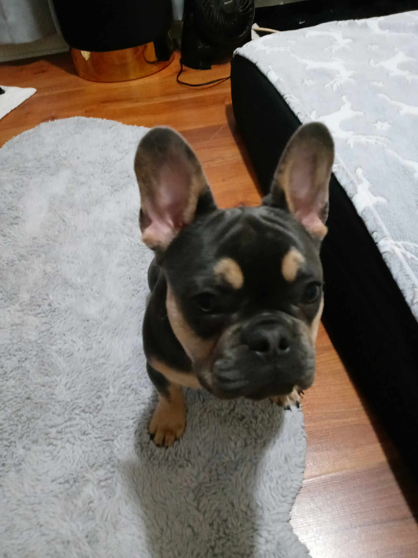 Karti is registered to the contest to win money with this photo: dog, french_bulldog, puppy, pet, indoor, rug, floor, bed, blanket, furniture, ears, animal, cute, young, canine, looking_up, small_dog, wooden_floor, home, cozy