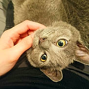 Tao participe au concours pour gagner de l'argent avec cette photo : cat, gray_cat, pet, animal, yellow_eyes, fur, hand, human_hand, scratching, upside_down, cute, domestic_cat, closeup, indoor, relaxed, playful, whiskers, ears, face, looking