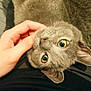 cat, gray_cat, pet, animal, yellow_eyes, fur, hand, human_hand, scratching, upside_down, cute, domestic_cat, closeup, indoor, relaxed, playful, whiskers, ears, face, looking