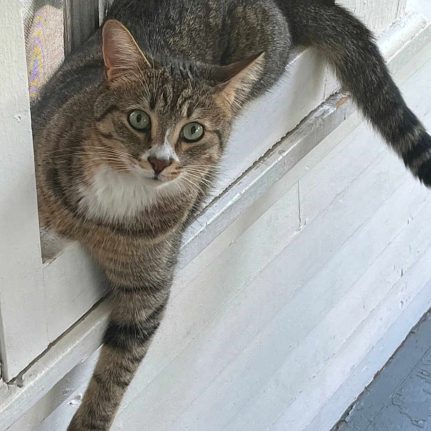 Teddy Bourn joined the competition — help win amazing prizes! animal, cat, curious, domestic_cat, feline, green_eyes, home, looking, lounging, outdoor, paw, pet, relaxed, resting, screen, striped_fur, tabby_cat, whiskers, white_wall, window
