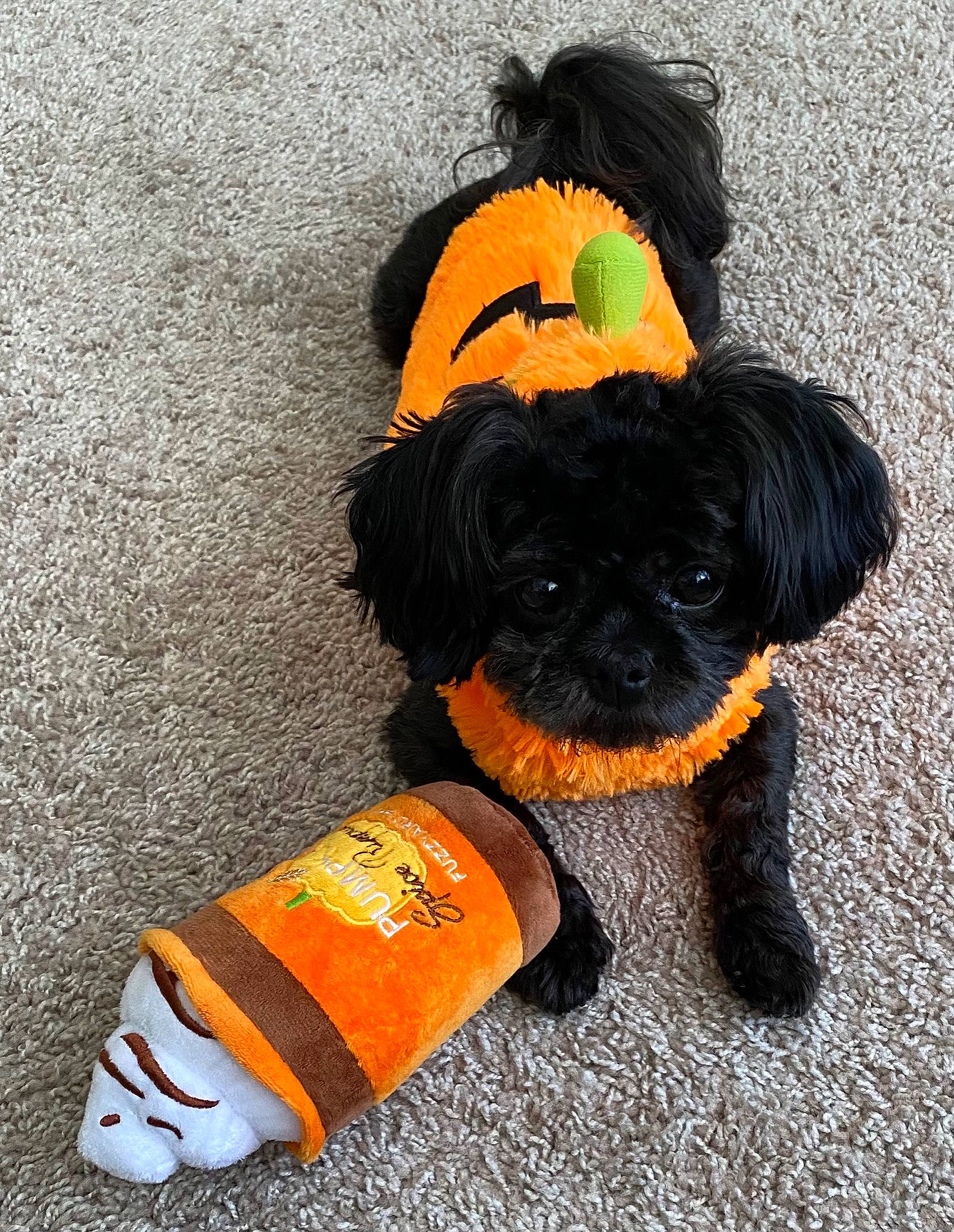 Laia joined the competition — help win amazing prizes! carnivore, companion_dog, dog, dog_breed, dog_clothes, dog_supply, fashion_accessory, hat, headgear, mammal, orange, personal_protective_equipment, pet_supply, snout, sporting_group, sunglasses, toy, toy_dog, vertebrate, working_animal