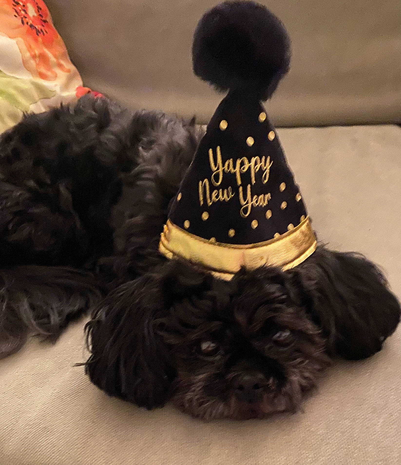 Laia joined the competition — help win amazing prizes! canidae, carnivore, companion_dog, costume_accessory, costume_hat, dog, dog_breed, dog_collar, dog_supply, fashion_accessory, fur, hat, liver, outerwear, pet_supply, snout, sporting_group, tail, toy_dog, working_animal