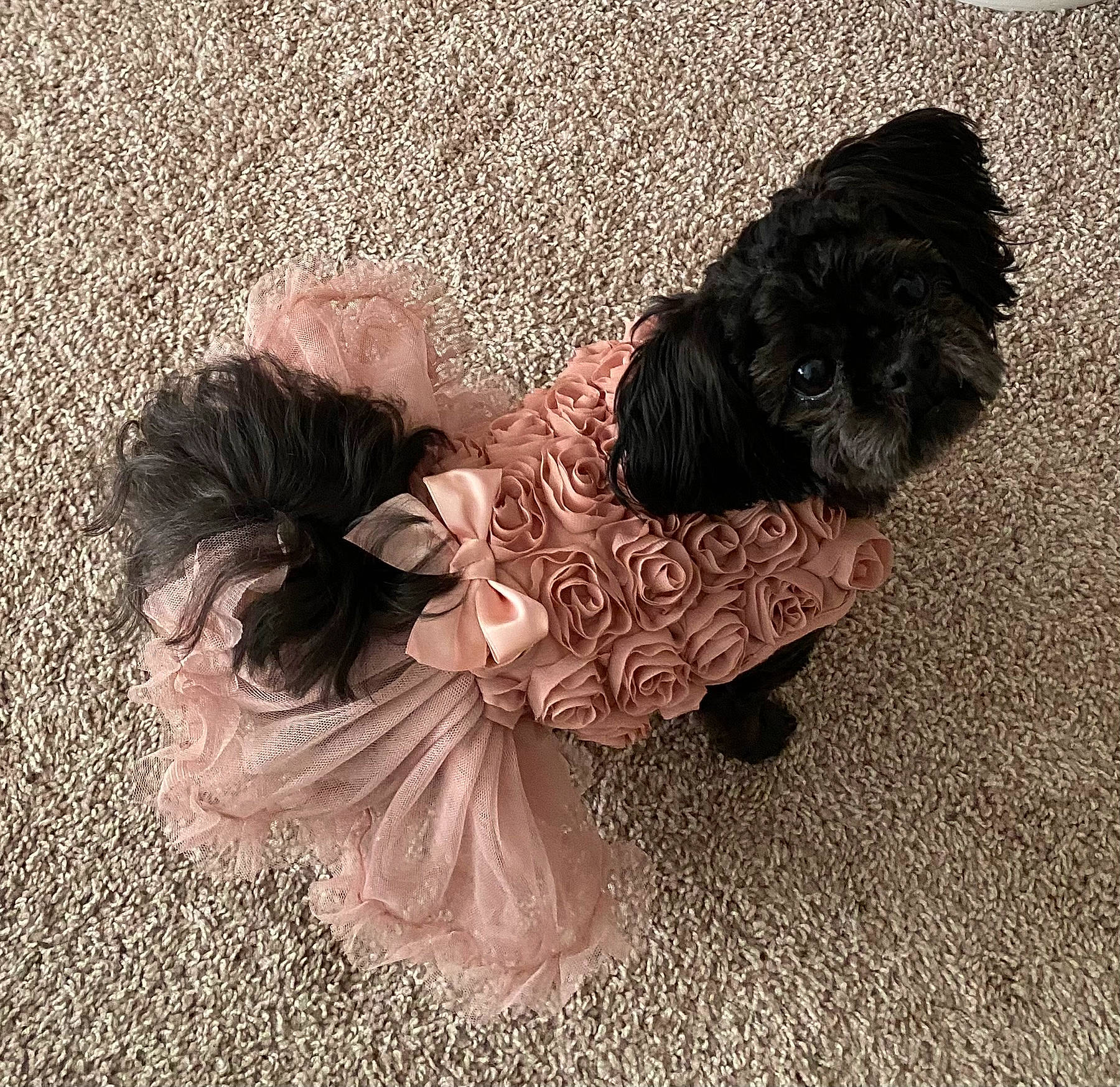 Laia joined the competition — help win amazing prizes! canidae, carnivore, companion_dog, dog, dog_breed, dog_collar, dog_supply, event, fashion_accessory, flower, formal_wear, fur, liver, pattern, petal, small_terrier, sporting_group, terrier, toy_dog, working_animal