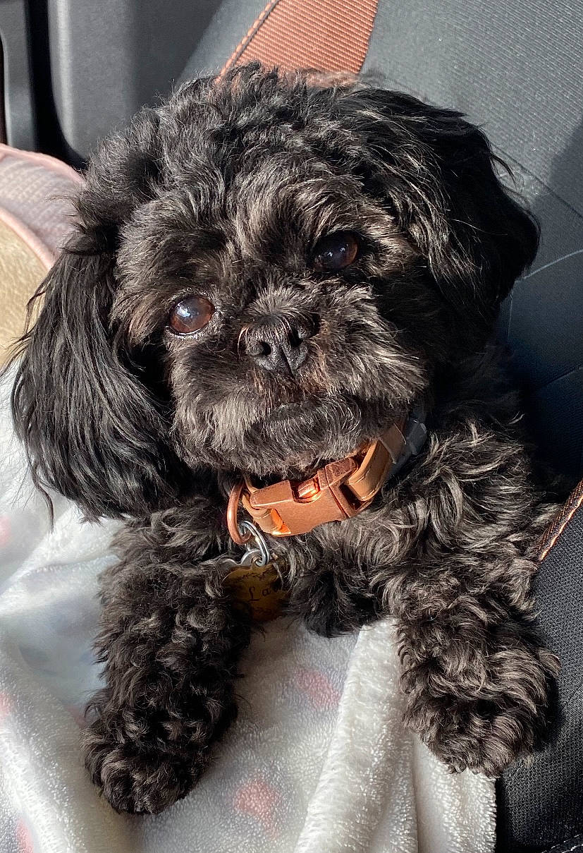 Laia is registered to the contest to win money with this photo: canidae, carnivore, companion_dog, dog, dog_breed, dog_collar, dog_supply, fur, liver, maltepoo, shih_poo, small_terrier, snout, sporting_group, terrier, tie, toy_dog, water_dog, working_animal, yorkipoo