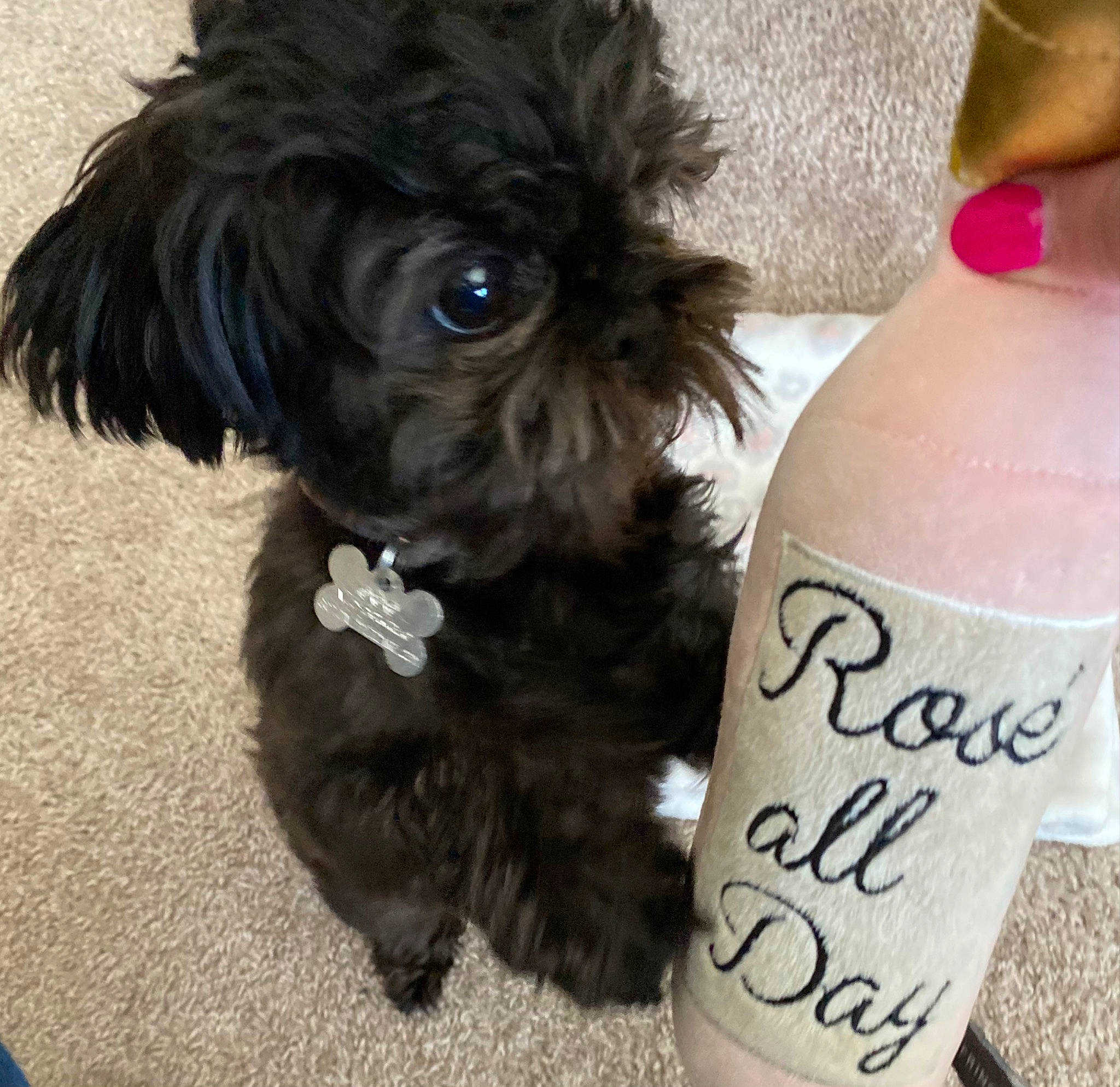 Laia joined the competition — help win amazing prizes! canidae, carnivore, collar, companion_dog, dog, dog_breed, dog_collar, dog_supply, fashion_accessory, fur, handwriting, liver, nail, small_terrier, snout, sporting_group, terrier, toy_dog, working_animal, wrist