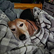 Dove is registered to the contest to win money with this photo: dog, beagle, blanket, bed, sleepy, cozy, home, indoor, furniture, wood, pattern, soft, resting, pet, animal, fur, cute, relaxing, warm, comfort