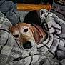 dog, beagle, blanket, bed, sleepy, cozy, home, indoor, furniture, wood, pattern, soft, resting, pet, animal, fur, cute, relaxing, warm, comfort