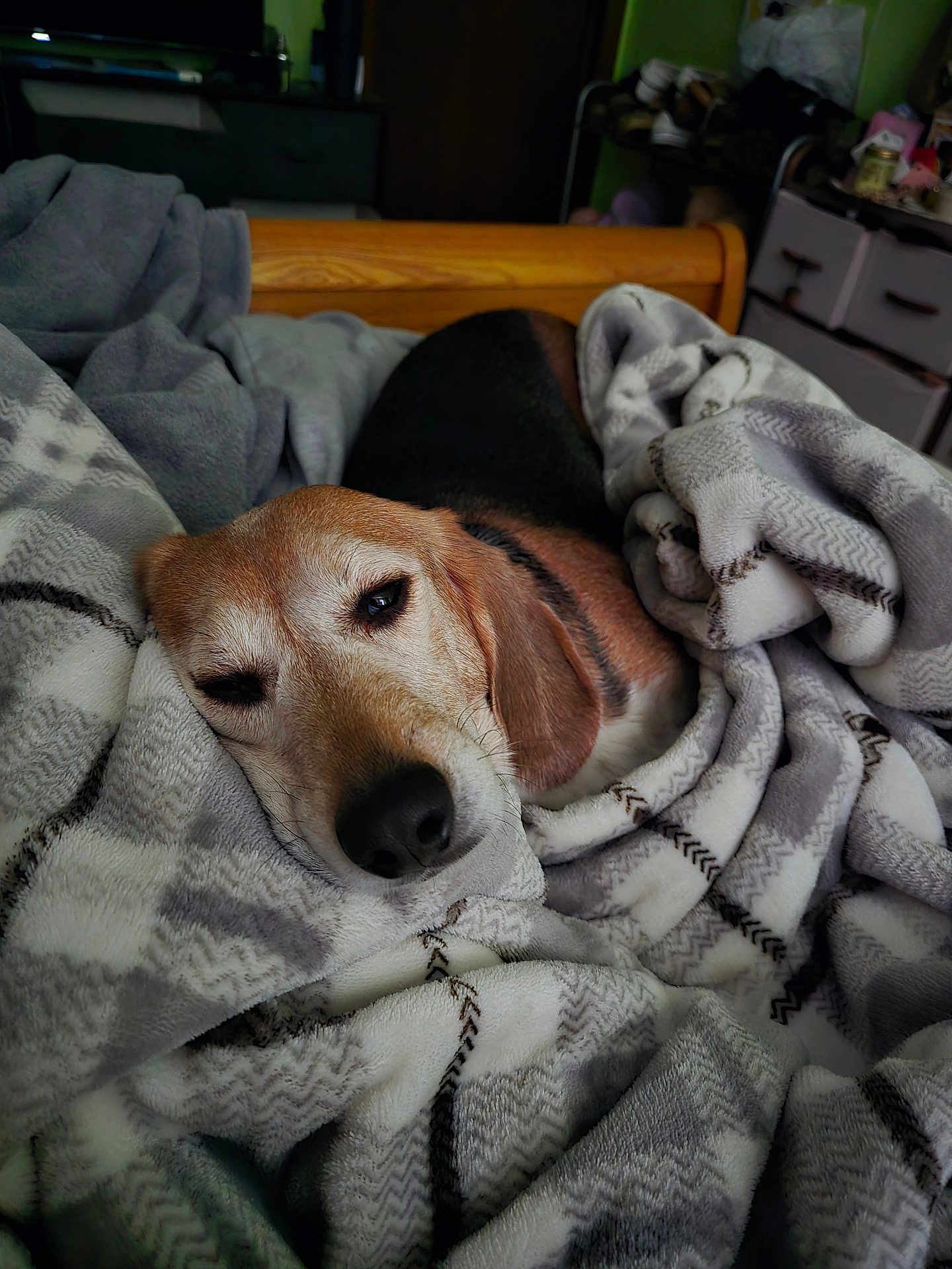 Dove is registered to the contest to win money with this photo: dog, beagle, blanket, bed, sleepy, cozy, home, indoor, furniture, wood, pattern, soft, resting, pet, animal, fur, cute, relaxing, warm, comfort