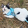 Cookie a rejoint le concours — aidez-le/la à gagner de superbes lots ! cat, kitten, black_and_white_cat, harness, leash, blue_harness, outdoor, dry_grass, grass, whiskers, pointy_ears, wide_eyes, pink_nose, tuxedo_pattern, lying_down, pet, close_up, nature, flower_petals, curious_expression