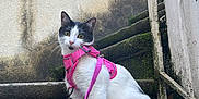 Cookie a rejoint le concours — aidez-le/la à gagner de superbes lots ! cat, pet, pink_harness, leash, stairs, moss, concrete, wall, outdoor, curious, sitting, portrait, whiskers, ears, eyes, paws, black_and_white, fur, foliage, urban