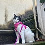 cat, pet, pink_harness, leash, stairs, moss, concrete, wall, outdoor, curious, sitting, portrait, whiskers, ears, eyes, paws, black_and_white, fur, foliage, urban