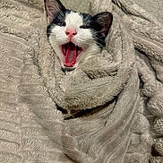 Cookie a rejoint le concours — aidez-le/la à gagner de superbes lots ! cat, kitten, yawning, blanket, cozy, fur, pink_nose, whiskers, ears, mouth_open, tongue, bedding, fabric, texture, indoor, portrait, closeup, black_and_white, sofa, sleepy