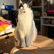 Cookie participe au concours pour gagner de l'argent avec cette photo : black_patch, bokeh, bookshelf, cat, cozy, curious, feline, home_interior, indoor, paws, pet, portrait, sitting, stool, sunlight, table, whiskers, white_fur, wooden_stool, yellow_eyes