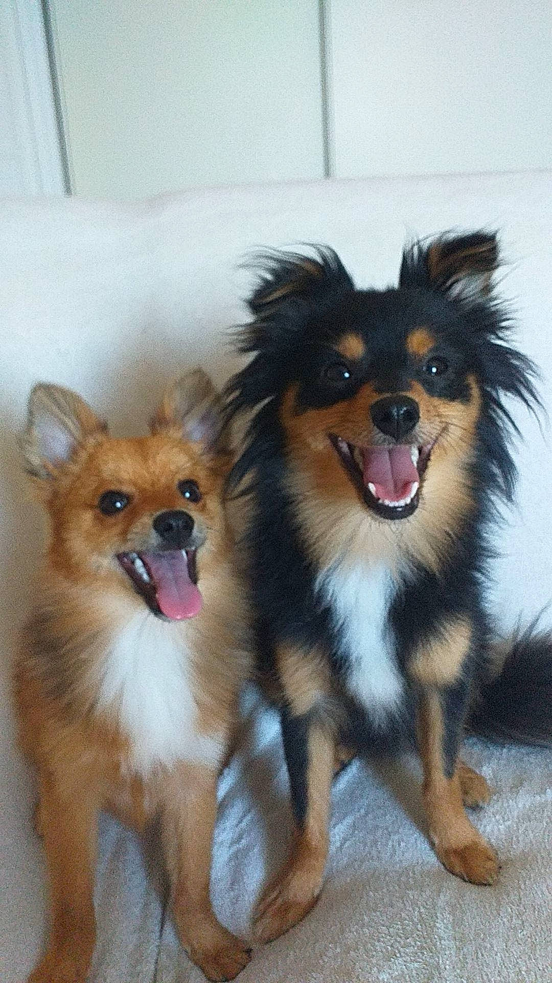 Koda participe au concours pour gagner de l'argent avec cette photo : ancient_dog_breeds, canidae, carnivore, companion_dog, dog, dog_breed, dog_supply, fawn, fur, liver, mammal, snout, sporting_group, toy_dog, vertebrate, working_animal, working_dog