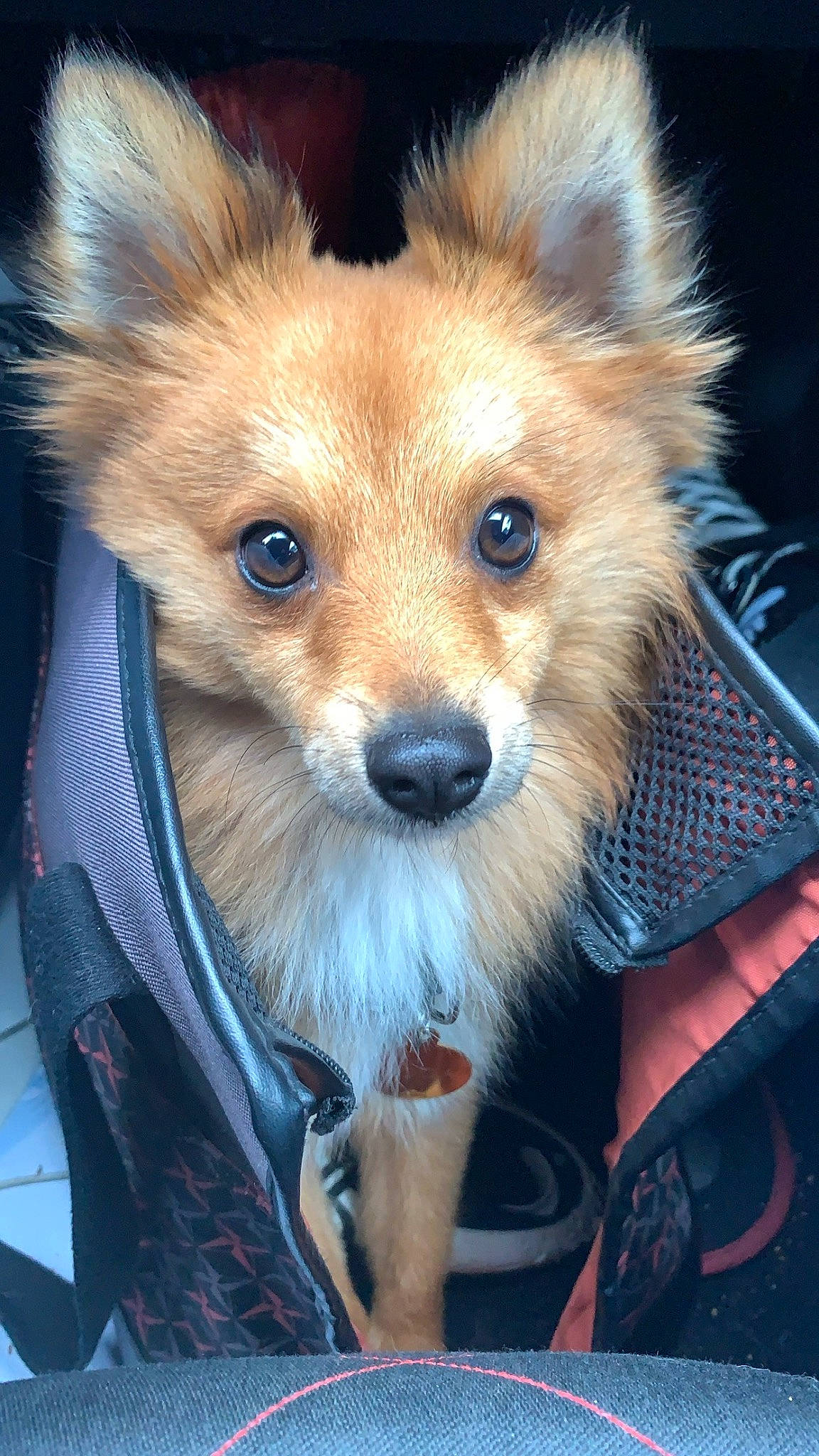 Koda a rejoint le concours — aidez-le/la à gagner de superbes lots ! canidae, carnivore, collar, companion_dog, dog, dog_breed, dog_supply, electric_blue, fawn, fur, non_sporting_group, snout, sporting_group, tail, terrestrial_animal, toy_dog, whiskers, wildlife, working_animal