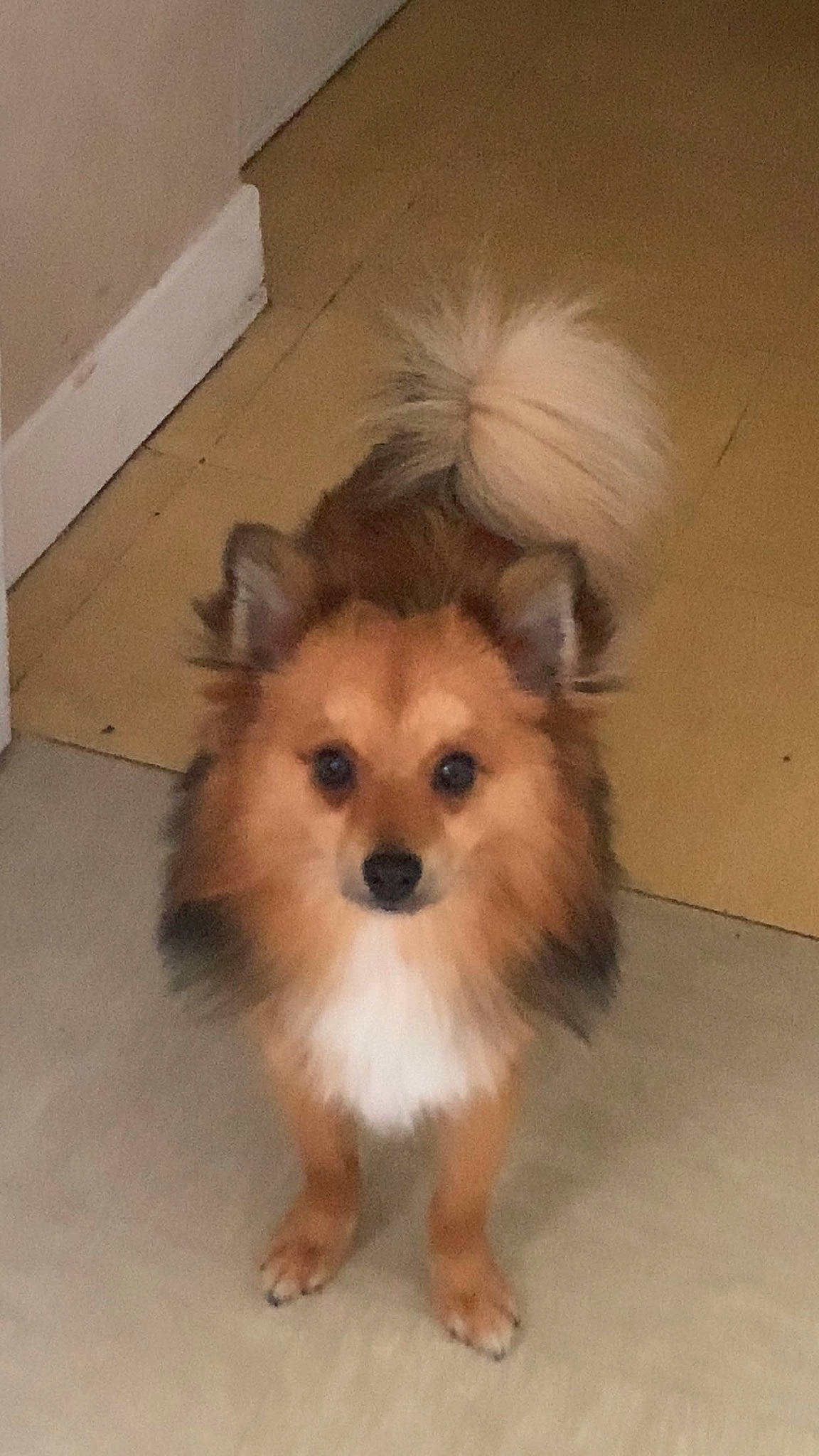 Koda a rejoint le concours — aidez-le/la à gagner de superbes lots ! ancient_dog_breeds, canidae, carnivore, companion_dog, dog, dog_breed, fawn, flooring, fur, hardwood, liver, non_sporting_group, snout, sporting_group, toy_dog, wall_plate, whiskers, working_animal