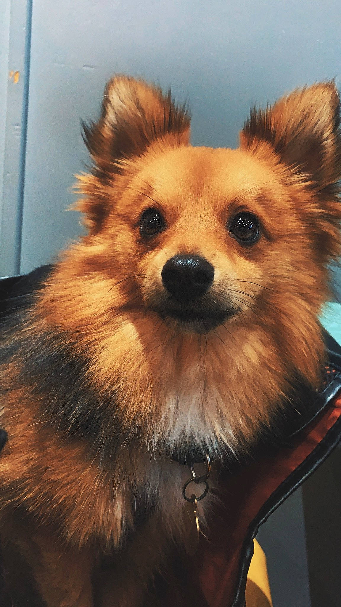 Koda participe au concours pour gagner de l'argent avec cette photo : canidae, carnivore, companion_dog, dog, dog_breed, dog_supply, fawn, fur, german_spitz, german_spitz_klein, german_spitz_mittel, non_sporting_group, snout, spitz, sporting_group, terrestrial_animal, toy_dog, volpino_italiano, whiskers, working_animal