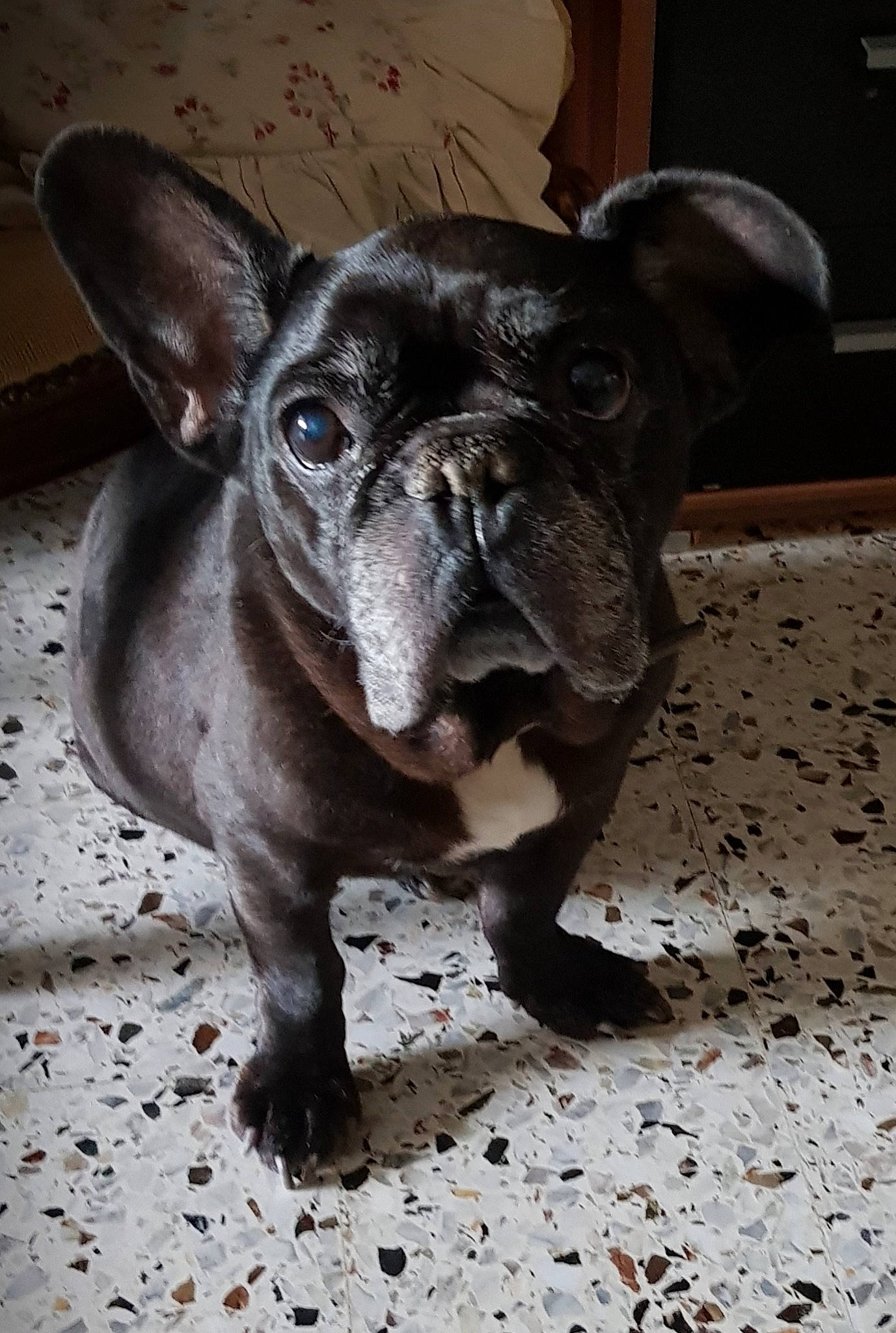 Dexter a rejoint le concours — aidez-le/la à gagner de superbes lots ! ancient_dog_breeds, bulldog, canidae, carnivore, companion_dog, dog, dog_breed, ear, fawn, french_bulldog, metal, non_sporting_group, puppy, snout, sporting_group, terrestrial_animal, toy_dog, whiskers, working_animal, wrinkle