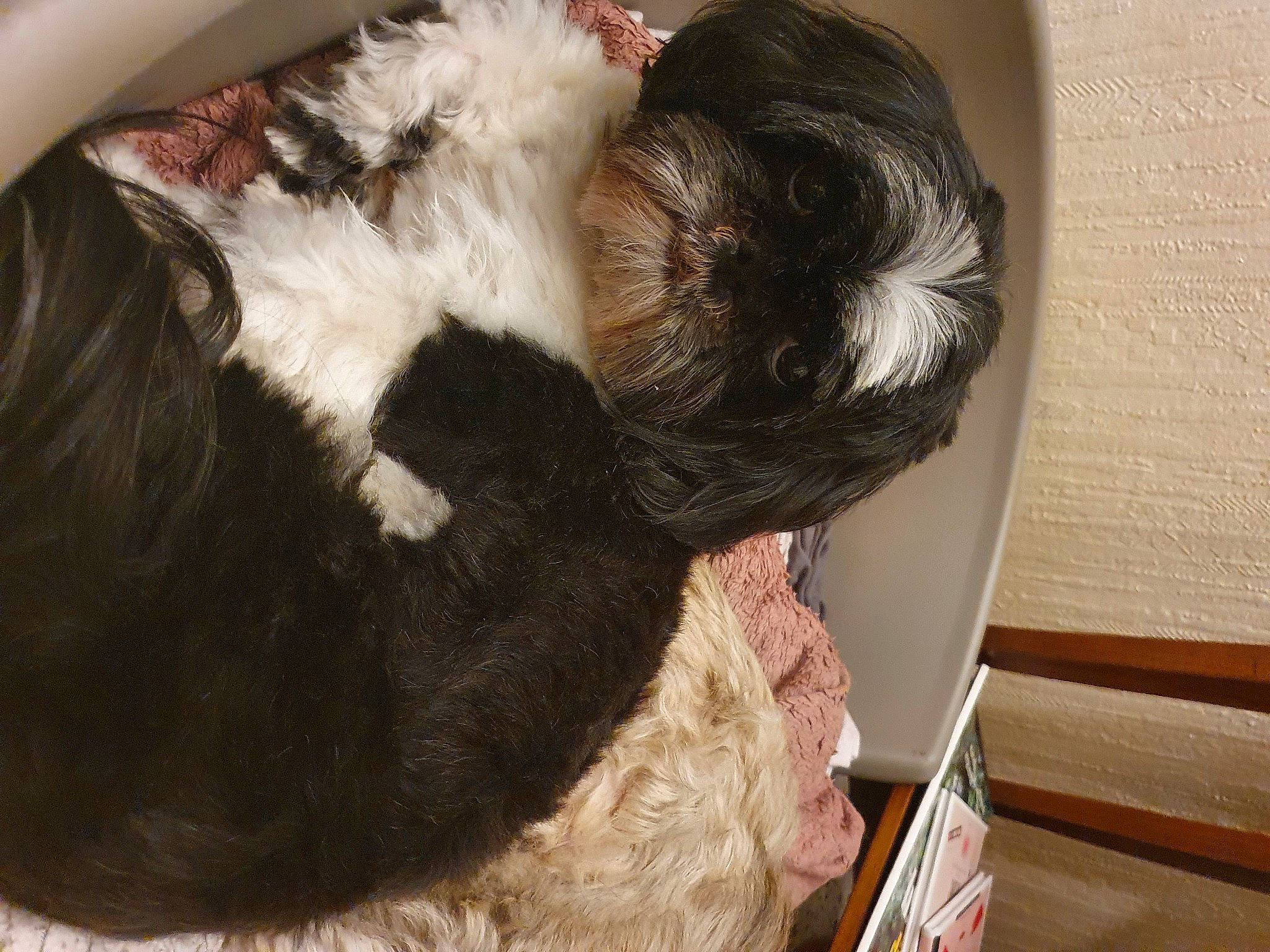 Leezie participe au concours pour gagner de l'argent avec cette photo : canidae, carnivore, claw, comfort, companion_dog, dog_breed, ear, fawn, felidae, fur, liver, nap, small_to_medium_sized_cats, snout, sporting_group, tail, toy, whiskers, wool, working_animal