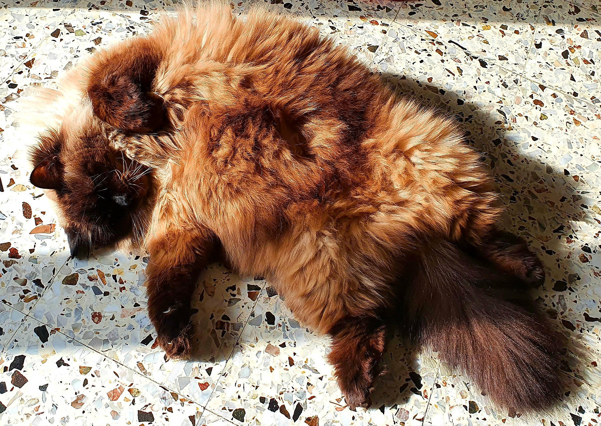 Shalimar a rejoint le concours — aidez-le/la à gagner de superbes lots ! bear, brown_bear, canidae, carnivore, cat, claw, dog_breed, fawn, felidae, fur, liver, nap, paw, small_to_medium_sized_cats, snout, sporting_group, tail, terrestrial_animal, whiskers, wildlife