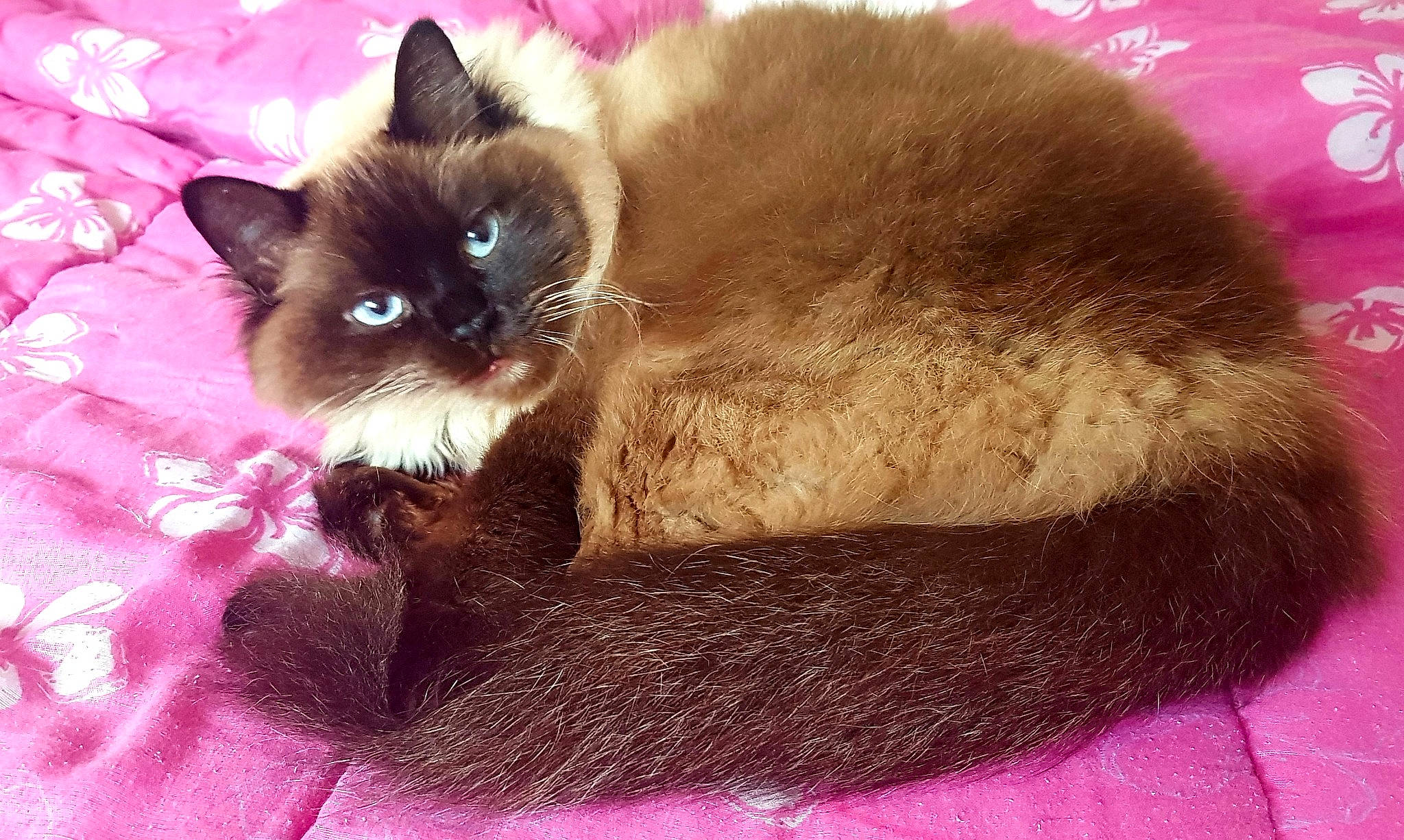 Shalimar a rejoint le concours — aidez-le/la à gagner de superbes lots ! balinese, birman, carnivore, cat, cat_supply, claw, fawn, felidae, fur, iris, magenta, siamese, small_to_medium_sized_cats, snout, tail, thai, whiskers