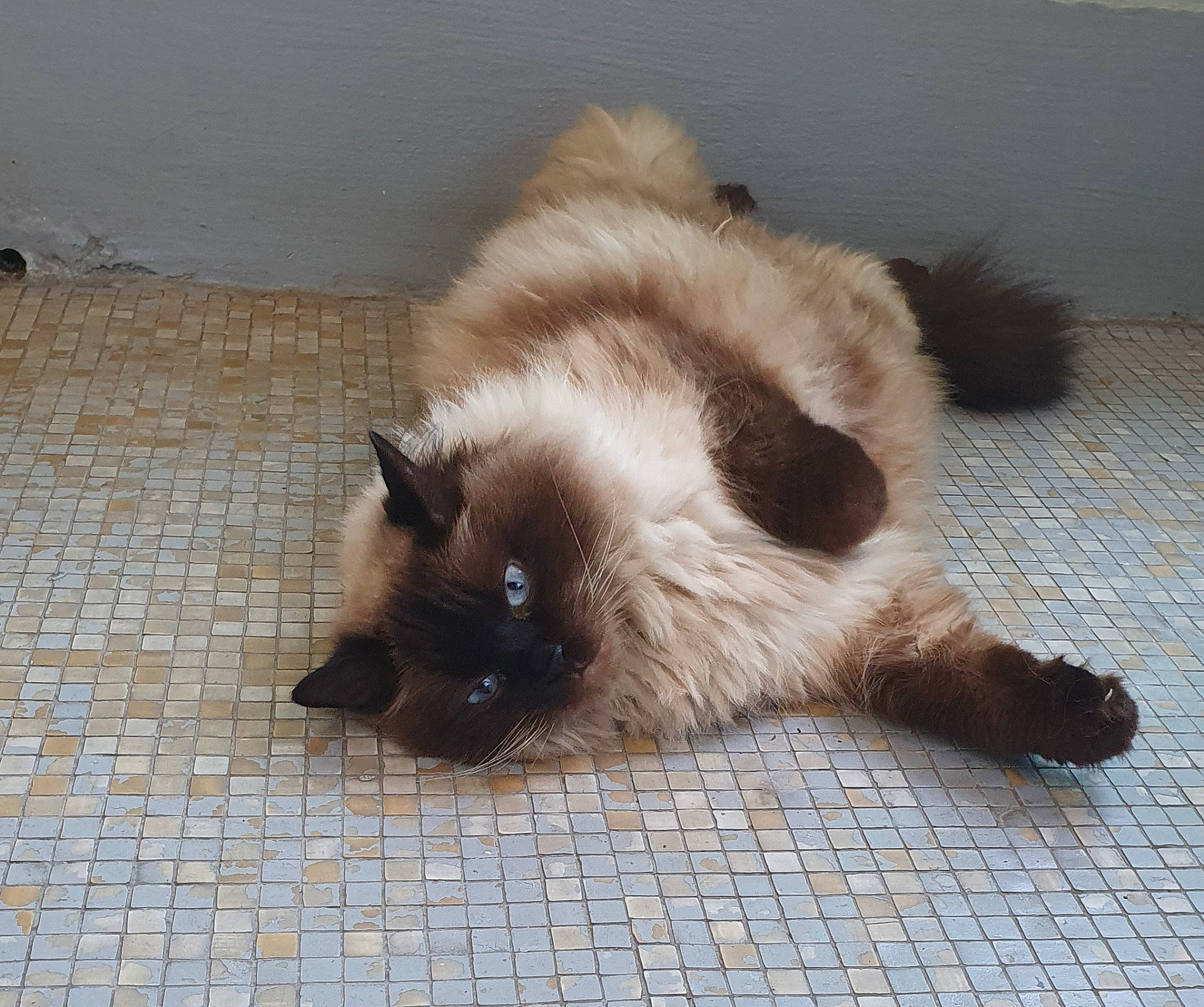 Shalimar participe au concours pour gagner de l'argent avec cette photo : balinese, birman, carnivore, cat, fawn, felidae, flooring, fur, iris, plant, siamese, small_to_medium_sized_cats, snout, tail, terrestrial_animal, thai, whiskers