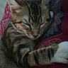 Sushi participe au concours pour gagner de l'argent avec cette photo : blanket, cat, close_up, cozy, cute, ear, feline, fur, indoor, nap, patterned_textile, paw, pet, portrait, relaxed, resting, sleeping, striped, tabby, whiskers