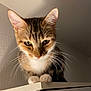 Sushi a rejoint le concours — aidez-le/la à gagner de superbes lots ! brown_fur, cat, close_up, curious, ears, fur, furniture, indoor, kitten, looking_down, paws, pet, portrait, shadow, shelf, soft_lighting, tabby_cat, wall, whiskers, white_paws