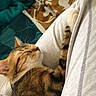 Sushi a rejoint le concours — aidez-le/la à gagner de superbes lots ! bed, blanket, cat, close_up, clothing, cozy, domestic_animal, feline, fur, indoor, nap, paw, person_leg, pet, relaxing, sheets, sleeping, stripes, tabby_cat, whiskers