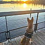 Storm participe au concours pour gagner de l'argent avec cette photo : dog, sunset, lake, water, boardwalk, wooden_planks, railing, harness, leash, sitting, back_view, ears, birds, reflection, sky, evening, outdoor, pet, peaceful, nature