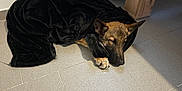 Storm participe au concours pour gagner de l'argent avec cette photo : dog, german_shepherd, pet, blanket, sleeping, indoor, tile_floor, paw, ear, muzzle, fur, cozy, resting, home, radiator, wooden_furniture, shadow, blanket_wrap, peaceful, snooze