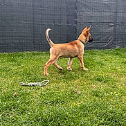 Storm a rejoint le concours — aidez-le/la à gagner de superbes lots ! dog, puppy, grass, backyard, fence, rope_toy, standing, profile_view, alert, ears_up, collar, tan_fur, lawn, outdoors, pet, playful, daylight, trees, muzzle, paws