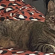 Tygrrlilly is registered to the contest to win money with this photo: cat, tabby, animal, pet, feline, indoor, resting, blanket, patterned_blanket, brown, black, white, fur, whiskers, ears, eyes, paws, relaxed, curious, cozy
