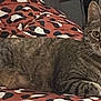 cat, tabby, animal, pet, feline, indoor, resting, blanket, patterned_blanket, brown, black, white, fur, whiskers, ears, eyes, paws, relaxed, curious, cozy