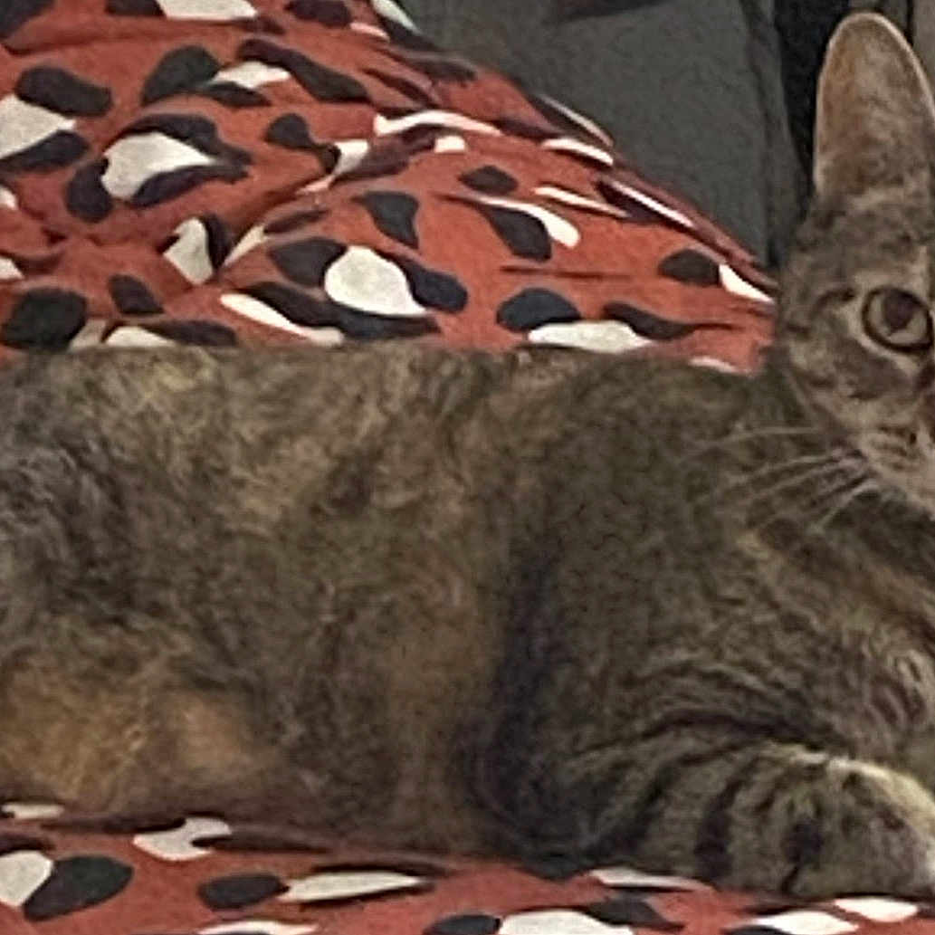 Tygrrlilly is registered to the contest to win money with this photo: animal, black, blanket, brown, cat, cozy, curious, ears, eyes, feline, fur, indoor, patterned_blanket, paws, pet, relaxed, resting, tabby, whiskers, white