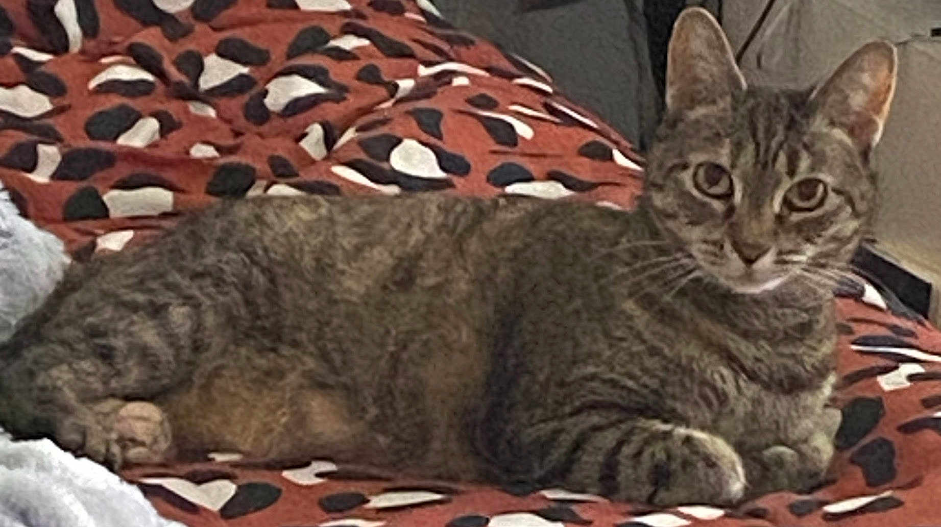 Tygrrlilly is registered to the contest to win money with this photo: cat, tabby, animal, pet, feline, indoor, resting, blanket, patterned_blanket, brown, black, white, fur, whiskers, ears, eyes, paws, relaxed, curious, cozy