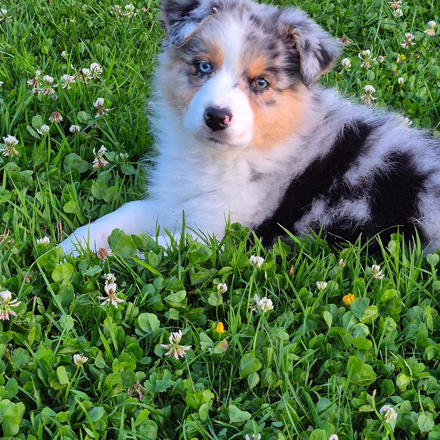 Alya participe au concours pour gagner de l'argent avec cette photo : adorable, animal, australian_shepherd, blue_eyes, cute, dog, field, flowers, fluffy, fur, grass, greenery, lying_down, nature, outdoor, pet, playful, puppy, summer, young_dog