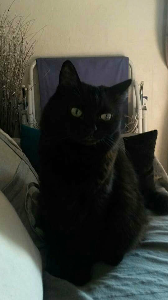 Pacha participe au concours pour gagner de l'argent avec cette photo : black_cat, carnivore, cat, cat_supply, comfort, domestic_short_haired_cat, felidae, fur, grey, small_to_medium_sized_cats, tail, tints_and_shades, whiskers, window