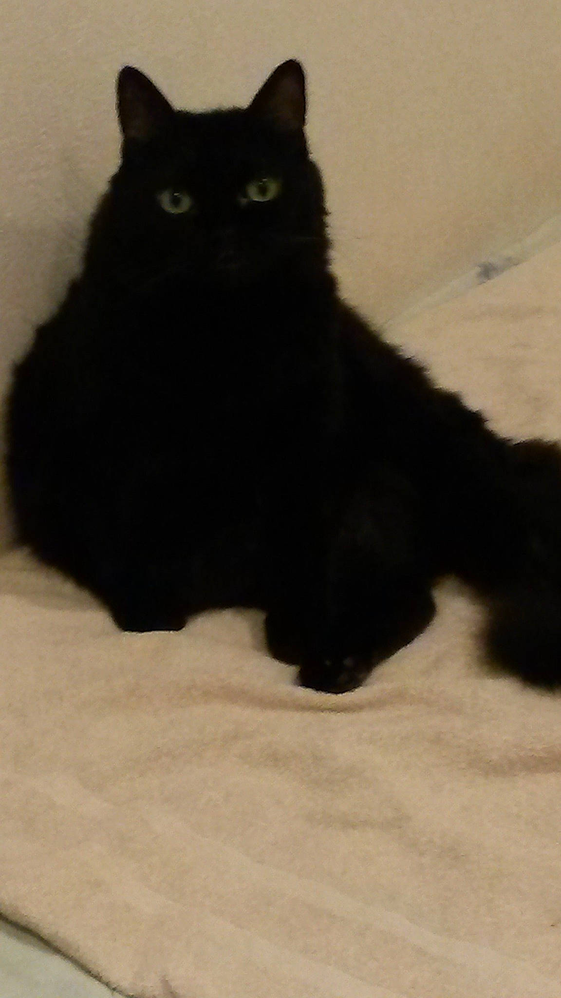 Pacha a rejoint le concours — aidez-le/la à gagner de superbes lots ! black_cat, bombay, carnivore, cat, claw, domestic_short_haired_cat, eye, felidae, formal_wear, fur, small_to_medium_sized_cats, snout, tail, terrestrial_animal, whiskers, window