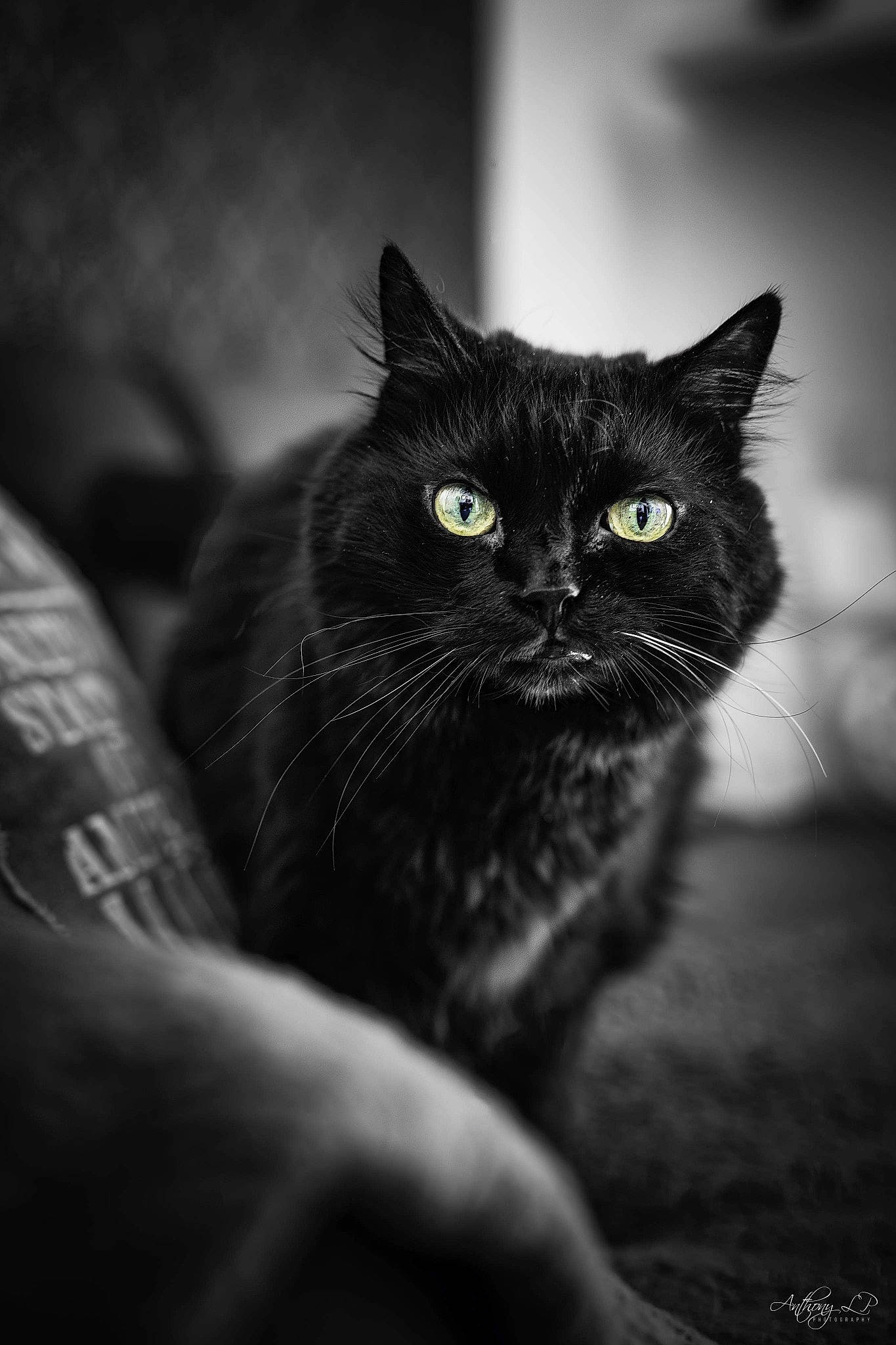 Pacha participe au concours pour gagner de l'argent avec cette photo : black_and_white, black_cat, carnivore, cat, darkness, domestic_short_haired_cat, felidae, flash_photography, fur, grass, grey, monochrome, monochrome_photography, small_to_medium_sized_cats, snout, still_life_photography, terrestrial_animal, tints_and_shades, whiskers, wildlife