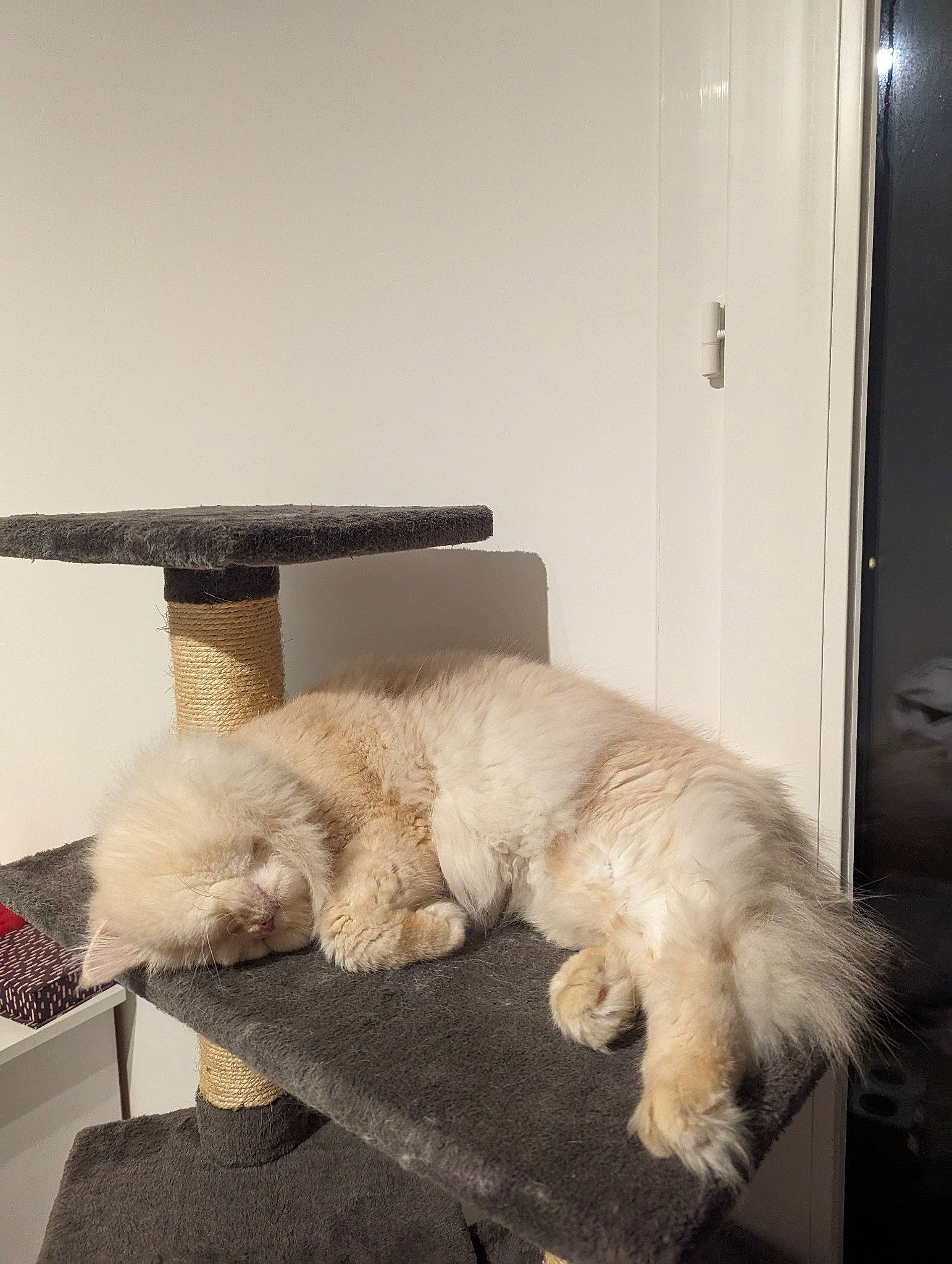 Pasha participe au concours pour gagner de l'argent avec cette photo : bedding, canidae, carnivore, chair, comfort, companion_dog, couch, dog, dog_breed, dog_supply, fawn, flooring, fur, linens, pillow, rectangle, room, sporting_group, studio_couch, tail