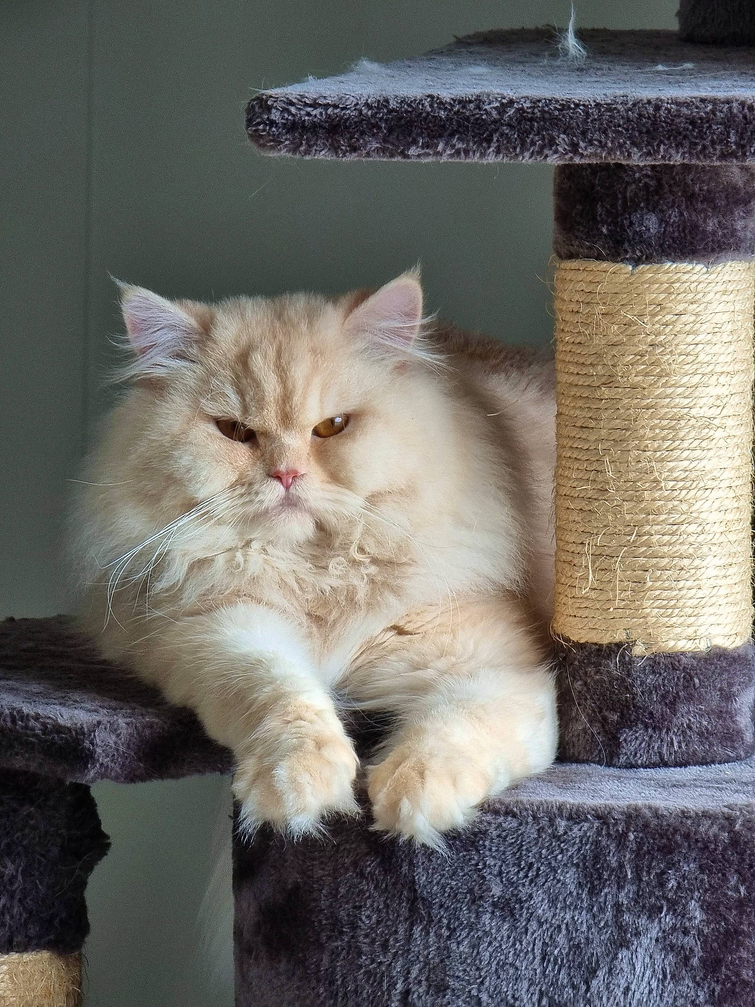 Pasha participe au concours pour gagner de l'argent avec cette photo : box, british_longhair, carnivore, cat, claw, comfort, fawn, felidae, fur, paw, persian, rectangle, small_to_medium_sized_cats, snout, tail, whiskers, window, wood