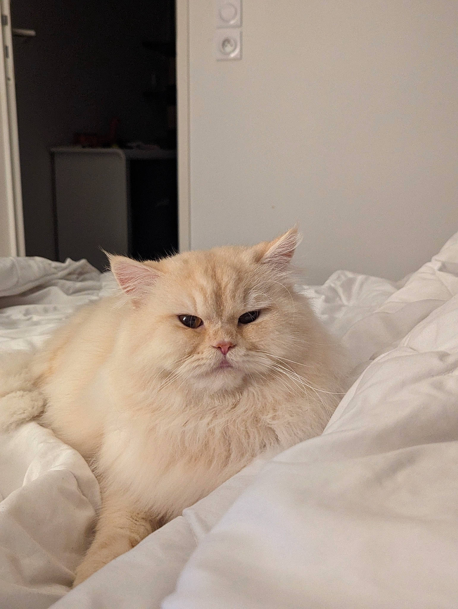 Pasha a rejoint le concours — aidez-le/la à gagner de superbes lots ! bed, bed_sheet, bedding, british_longhair, carnivore, cat, comfort, felidae, fur, light_switch, linens, peach, persian, small_to_medium_sized_cats, whiskers, wood