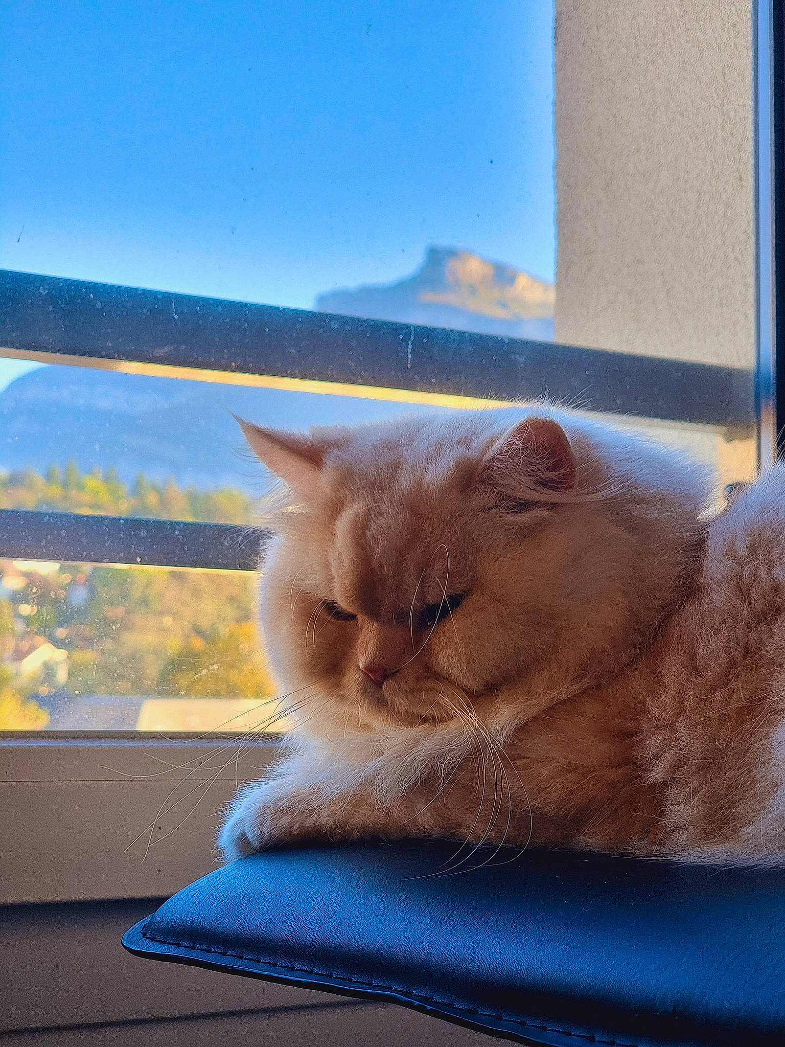 Pasha participe au concours pour gagner de l'argent avec cette photo : azure, blue, carnivore, cat, comfort, domestic_short_haired_cat, fawn, felidae, fur, glass, nap, paw, sitting, sky, small_to_medium_sized_cats, snout, tail, whiskers, window, wood