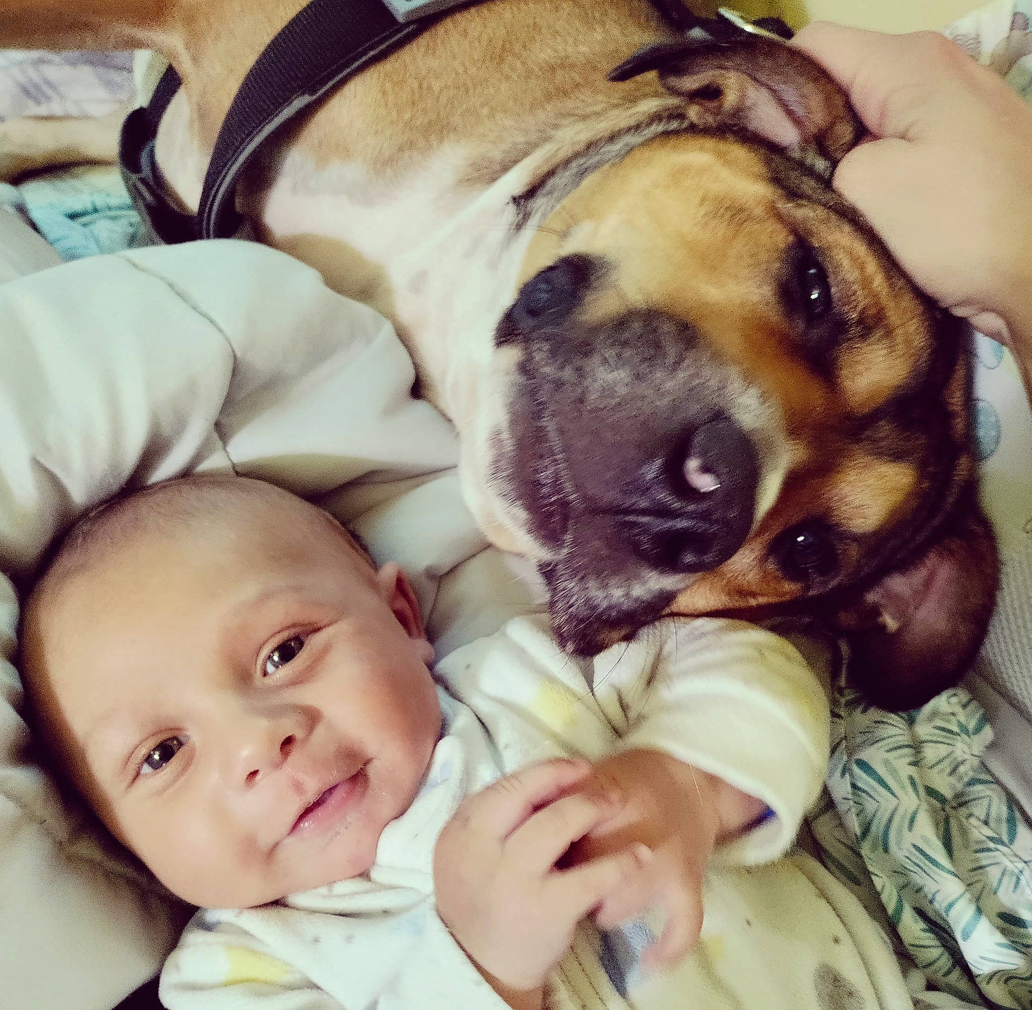 Knowledge joined the competition — help win amazing prizes! baby, baby_toddler_clothing, carnivore, comfort, companion_dog, dog, dog_breed, eye, fawn, gesture, happy, head, nose, person, selfie, smile, snout, sporting_group, toddler, whiskers